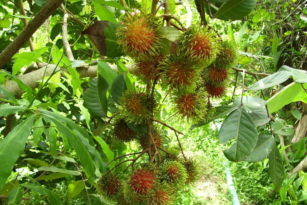 Bangnu River Resort Pangnga Kültér fotó